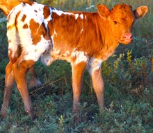 Pick Point X Penelope Heifer